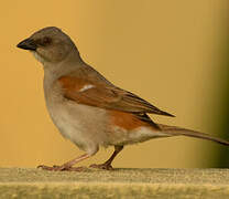 Northern Grey-headed Sparrow