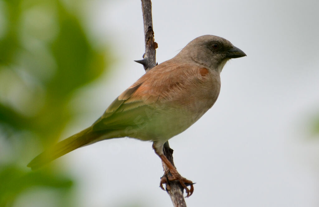 Moineau grisadulte, identification