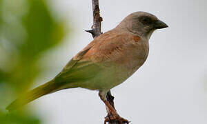 Northern Grey-headed Sparrow