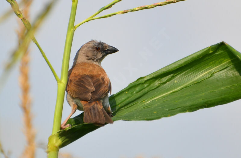 Northern Grey-headed Sparrowadult, identification
