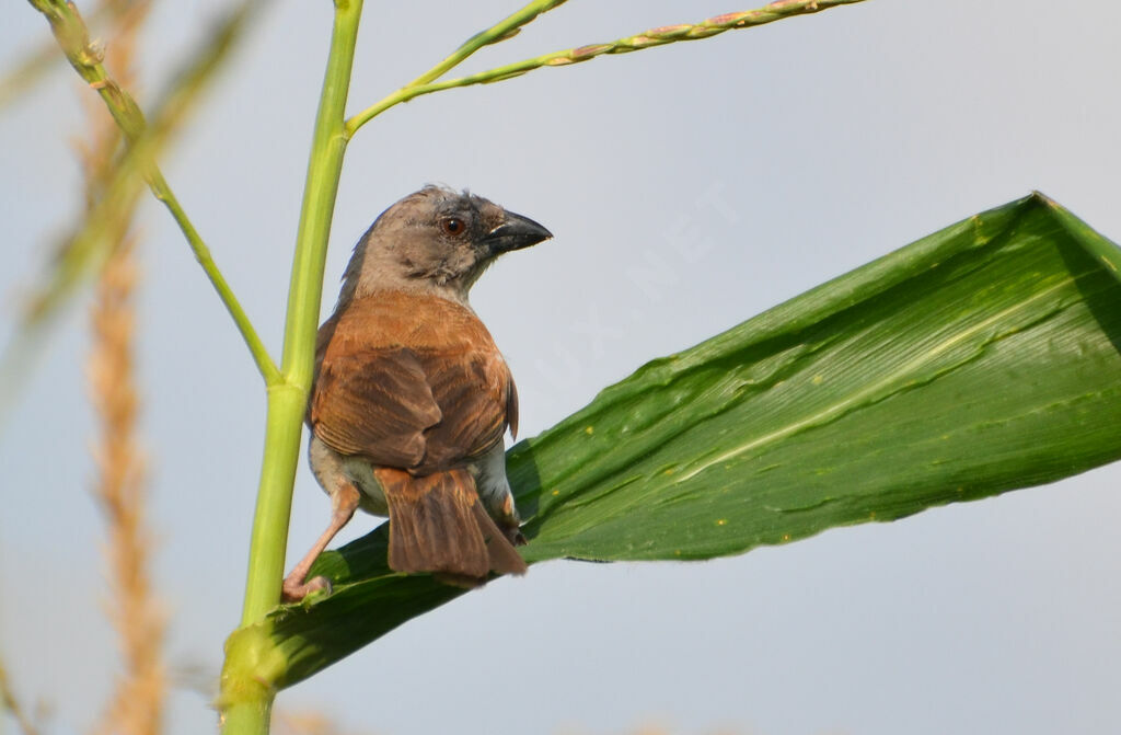 Moineau grisadulte, identification