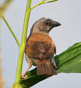 Northern Grey-headed Sparrow