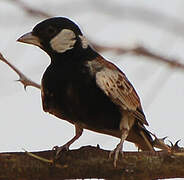 Chestnut-backed Sparrow-Lark