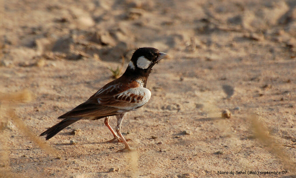 Chestnut-backed Sparrow-Larkadult