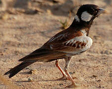 Chestnut-backed Sparrow-Lark