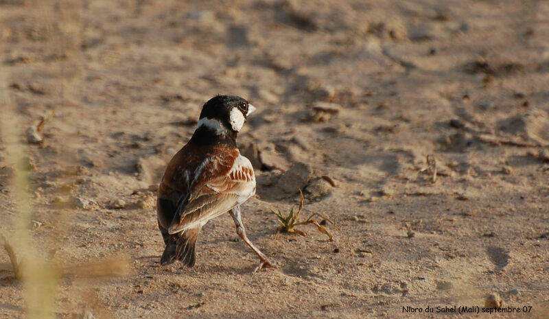 Chestnut-backed Sparrow-Larkadult