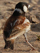 Chestnut-backed Sparrow-Lark