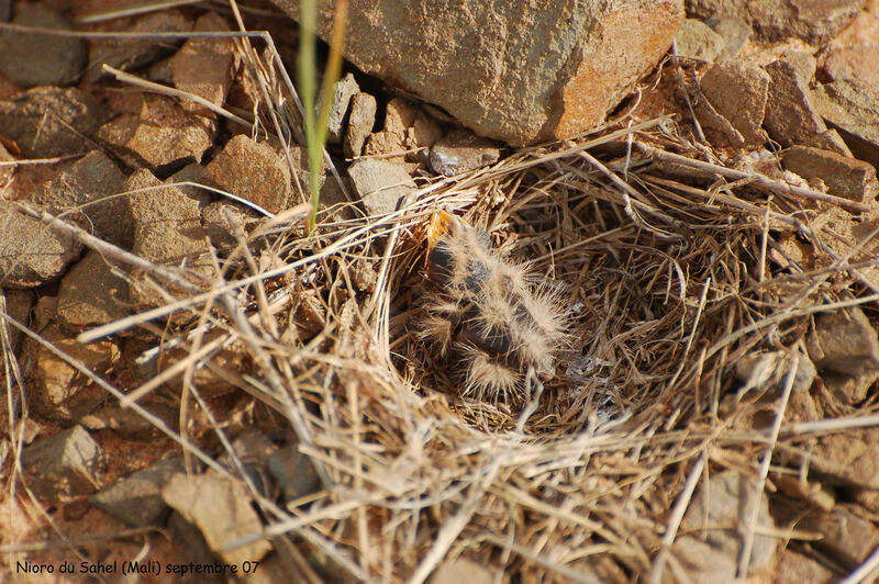 Chestnut-backed Sparrow-Larkjuvenile