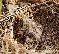 Chestnut-backed Sparrow-Lark