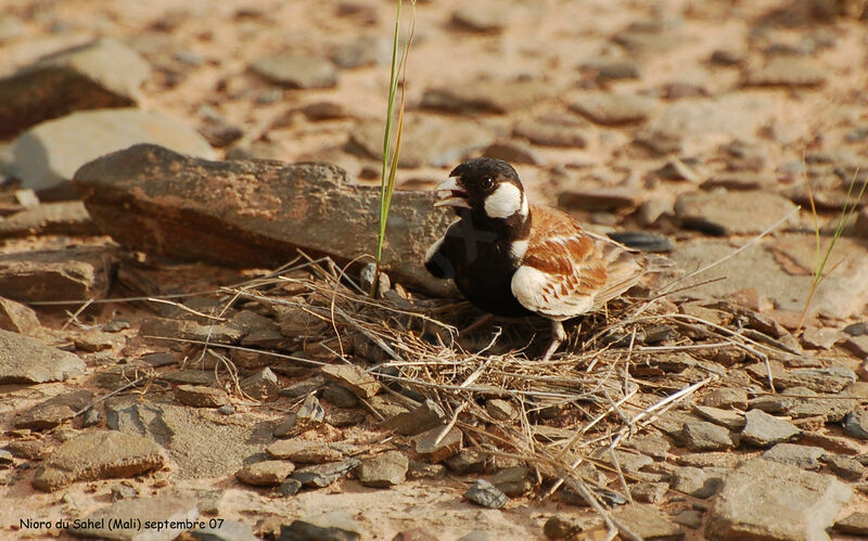Chestnut-backed Sparrow-Lark male