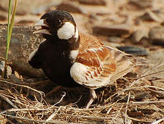 Chestnut-backed Sparrow-Lark