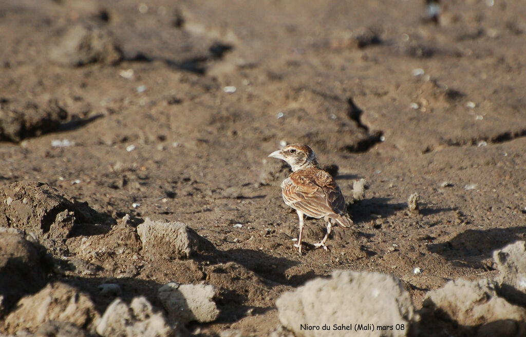 Chestnut-backed Sparrow-Larkimmature