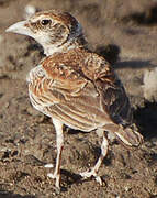 Chestnut-backed Sparrow-Lark