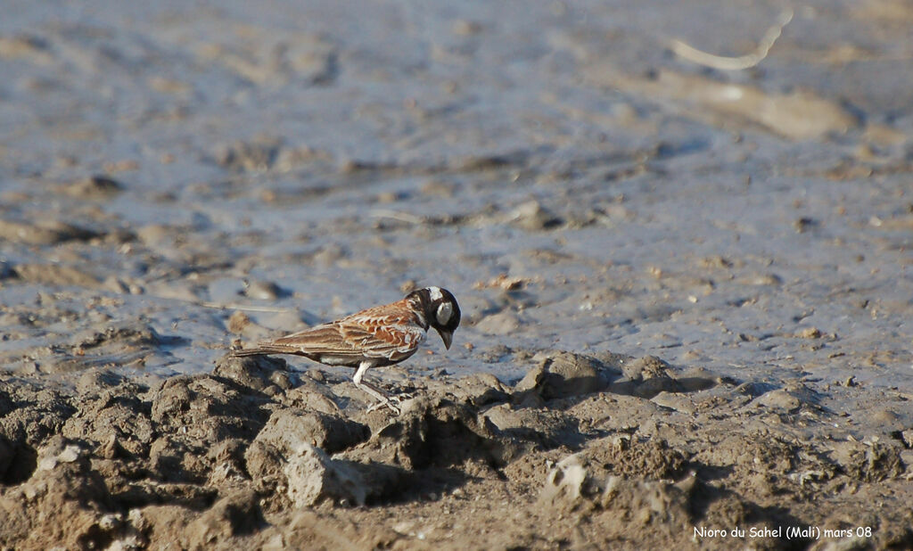 Chestnut-backed Sparrow-Larkadult