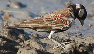 Chestnut-backed Sparrow-Lark