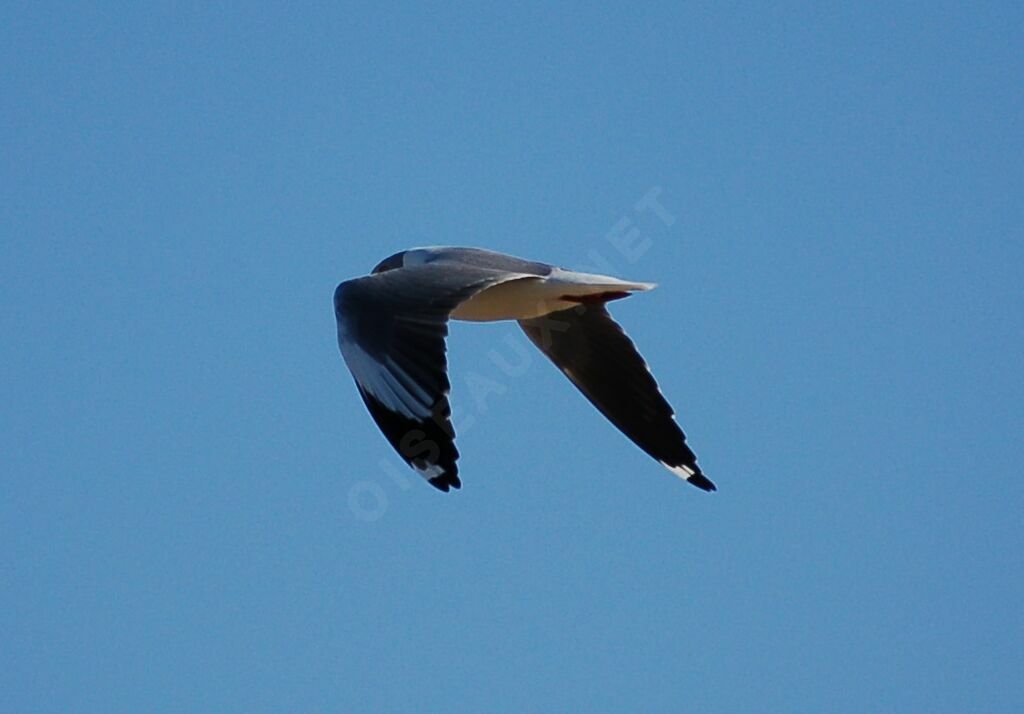 Mouette à tête griseadulte, Vol