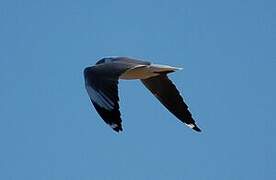 Grey-headed Gull