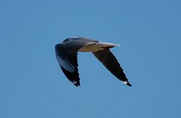 Mouette à tête grise