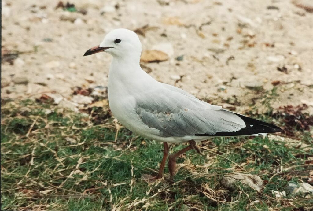 Mouette de Bullerimmature, identification