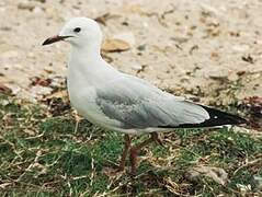 Black-billed Gull