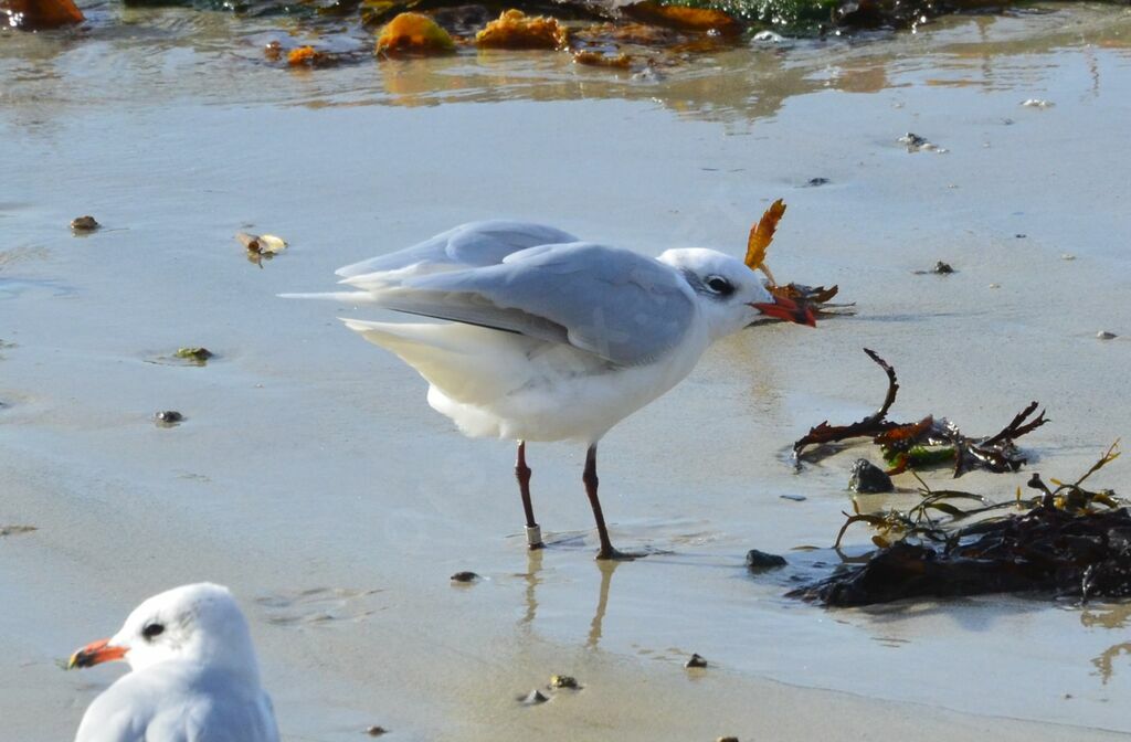 Mouette mélanocéphaleadulte internuptial, identification