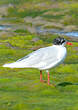 Mouette mélanocéphale