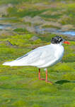 Mouette mélanocéphale