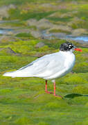 Mouette mélanocéphale