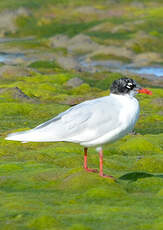 Mouette mélanocéphale