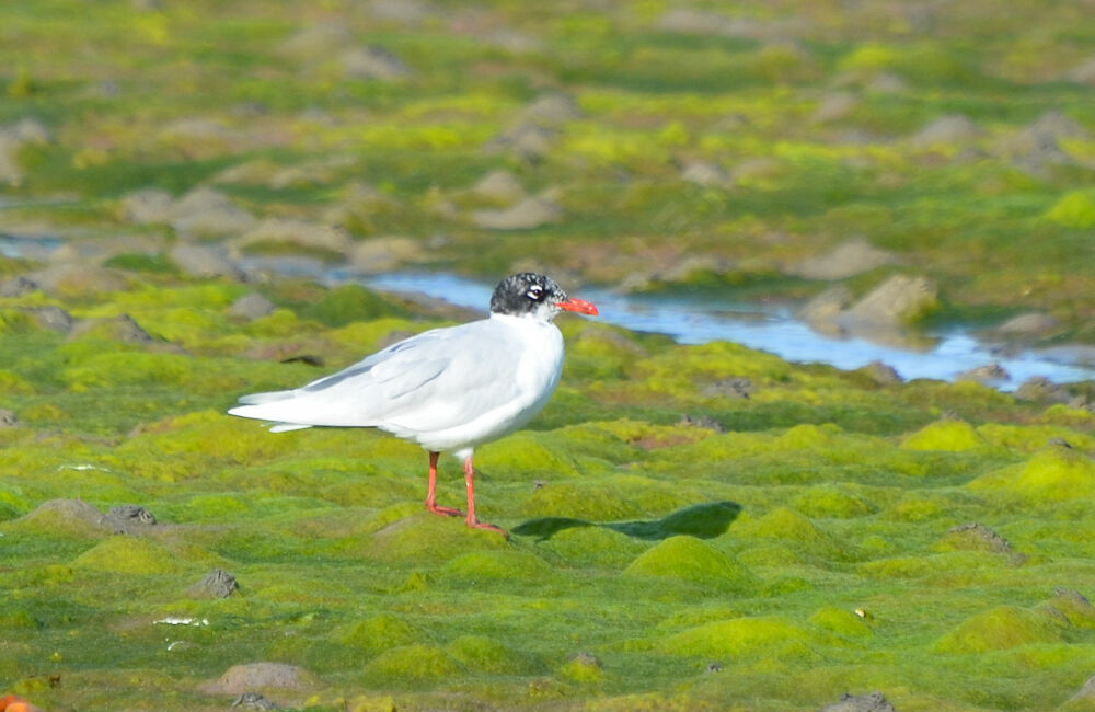 Mouette mélanocéphaleadulte