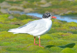 Mediterranean Gull