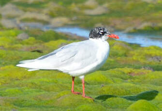 Mouette mélanocéphale