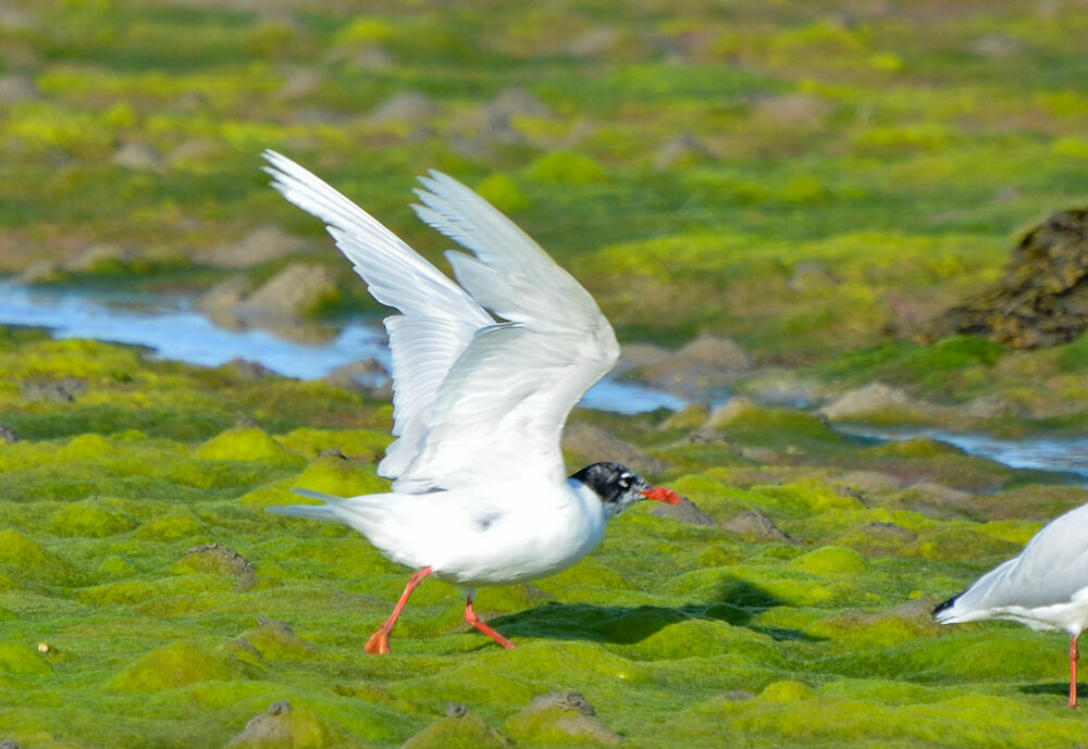 Mouette mélanocéphaleadulte