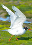 Mouette mélanocéphale