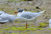 Mouette mélanocéphale