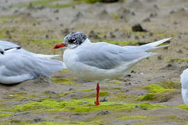 Mouette mélanocéphale