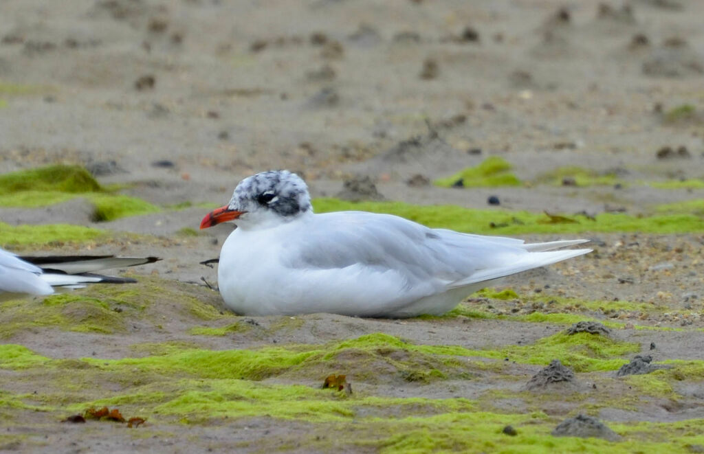 Mouette mélanocéphale