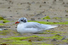 Mouette mélanocéphale