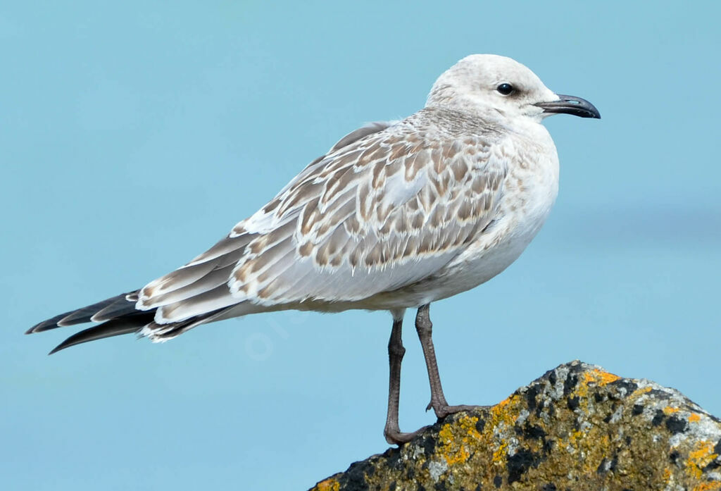 Mouette mélanocéphaleimmature