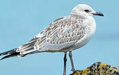 Mouette mélanocéphale