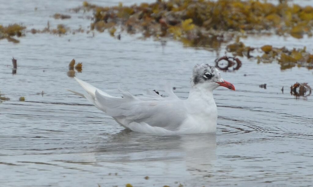 Mouette mélanocéphaleadulte