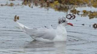 Mouette mélanocéphale