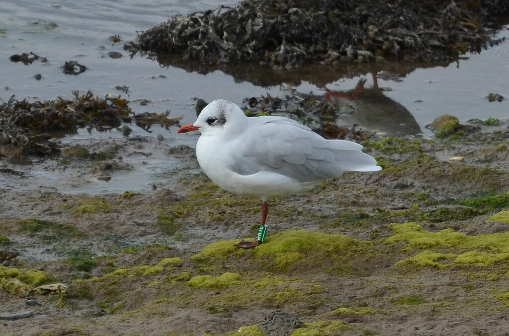 Mouette mélanocéphaleadulte