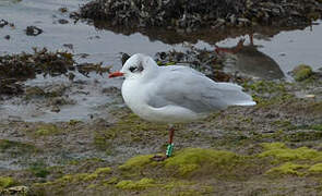 Mouette mélanocéphale