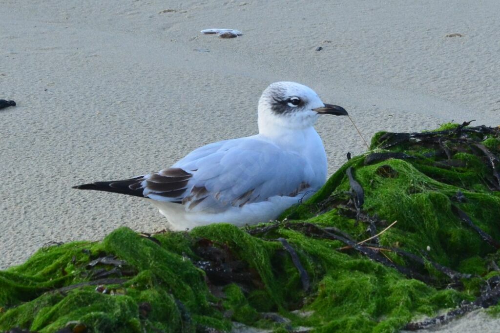 Mouette mélanocéphale