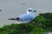 Mouette mélanocéphale