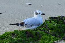 Mouette mélanocéphale