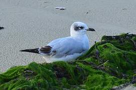 Mediterranean Gull