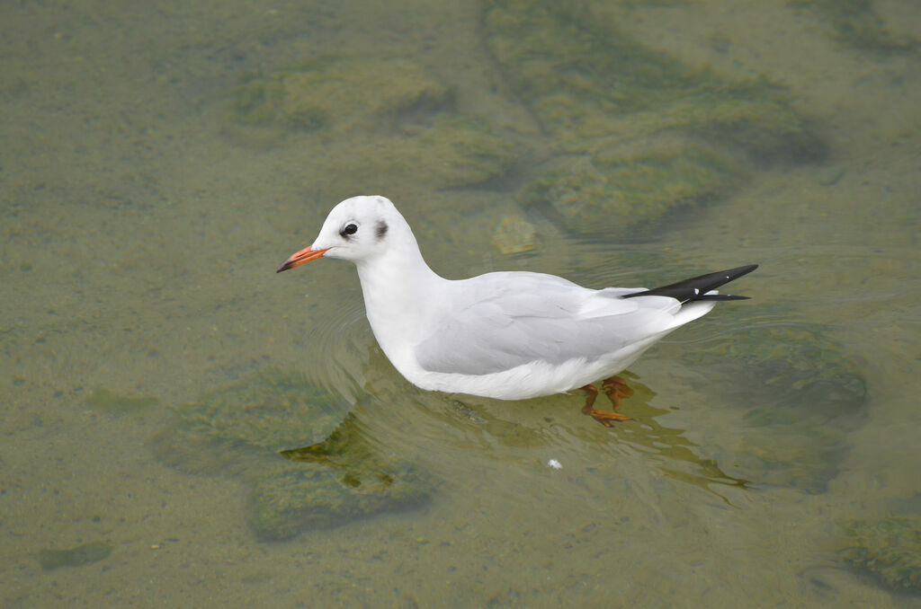 Black-headed Gulladult post breeding