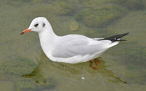 Mouette rieuse